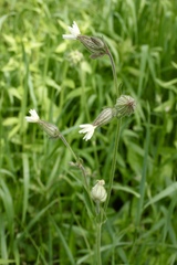 Behenantha