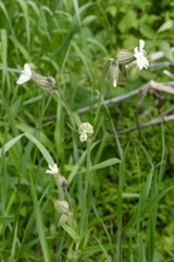 Behenantha