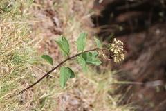 Asclepias similis