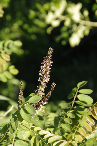 Amorpha ouachitensis, photograph 6
