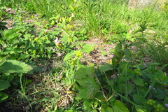 Lantana megapotamica