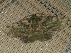 Aeolochroma turneri