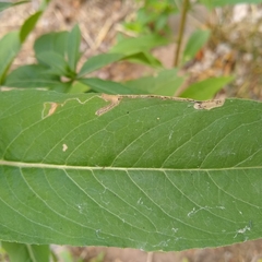 Mompha argentimaculella
