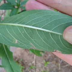 Mompha argentimaculella