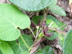 Matelea decipiens
