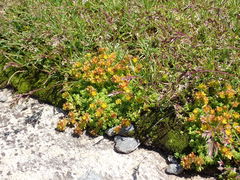 Sedum alpestre