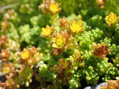 Sedum alpestre