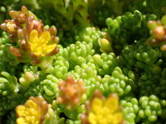 Sedum alpestre