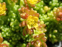 Sedum alpestre