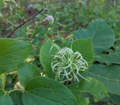 Clematis reticulata