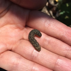 Mamestra brassicae