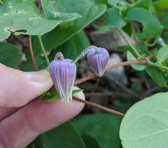 Clematis reticulata