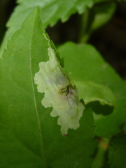 Calycomyza promissa