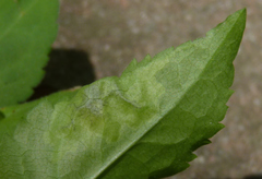 Calycomyza promissa
