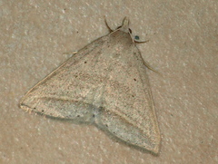 Loxioda hampsoni