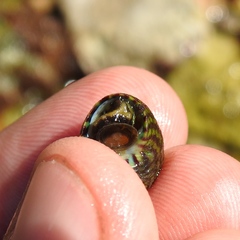 Steromphala umbilicalis