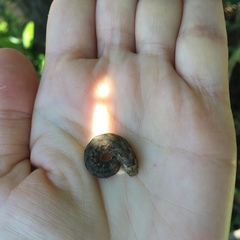 Mamestra brassicae
