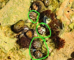 Steromphala umbilicalis