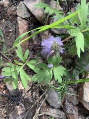 Hydrophyllum capitatum
