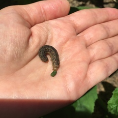 Mamestra brassicae