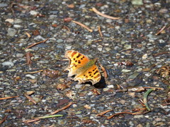 Polygonia satyrus satyrus