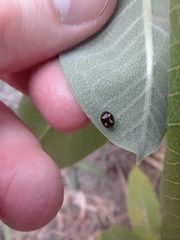 Brachiacantha ursina
