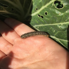Mamestra brassicae