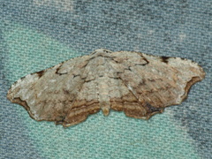 Epiplema coeruleotincta