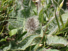 Hieracium piliferum