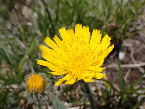 Haarig havikskruid (Hieracium piliferum)