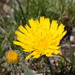 Hieracium piliferum - Photo (c) Gian-Andrea Catrina, μερικά δικαιώματα διατηρούνται (CC BY-NC), uploaded by Gian-Andrea Catrina
