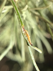 Aceria paracalifornica