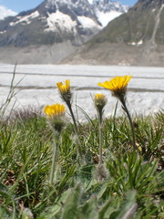 Hieracium piliferum
