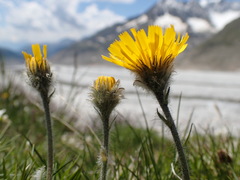 Hieracium piliferum