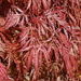 Acer palmatum dissectum - Photo (c) FarOutFlora, algunos derechos reservados (CC BY-NC-ND)