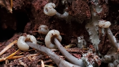 Cudonia grisea
