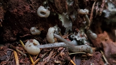 Cudonia grisea