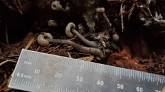 Cudonia grisea