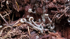 Cudonia grisea