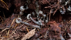 Cudonia grisea