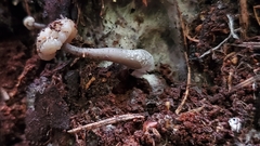 Cudonia grisea
