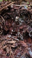 Cudonia grisea