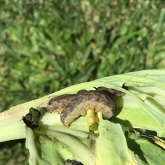 Mamestra brassicae