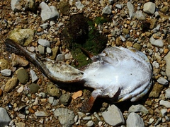 Halobatrachus didactylus