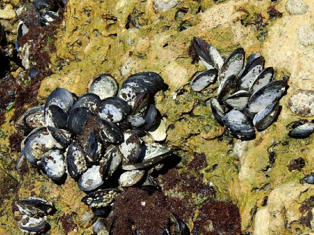 Mediterranean Mussel