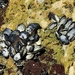 Mediterranean Mussel - Photo (c) Luís Lourenço, some rights reserved (CC BY-NC-ND), uploaded by Luís Lourenço