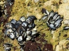 Mediterranean Mussel - Photo (c) Luís Lourenço, some rights reserved (CC BY-NC-ND), uploaded by Luís Lourenço
