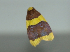 Heterallactis stenochrysa