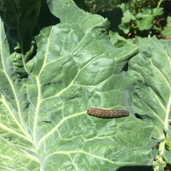 Mamestra brassicae