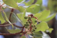 Arbutus tessellata